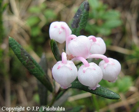 Andromeda polifolia